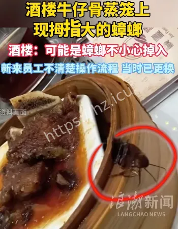 拇指大的蟑螂